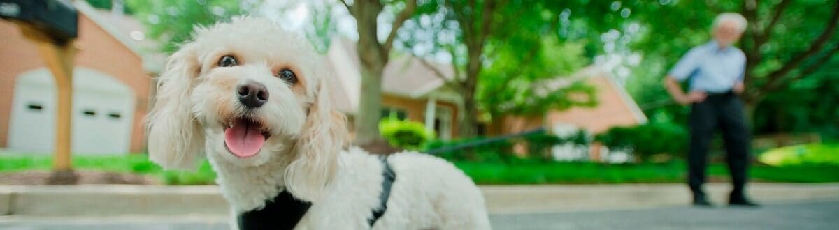 white dog at Villas