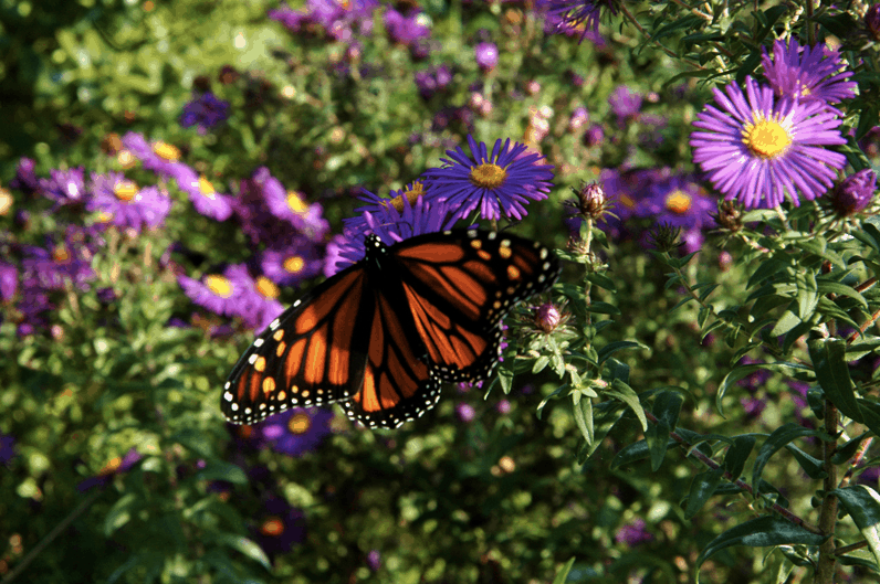 butterfly on flower in resident garden