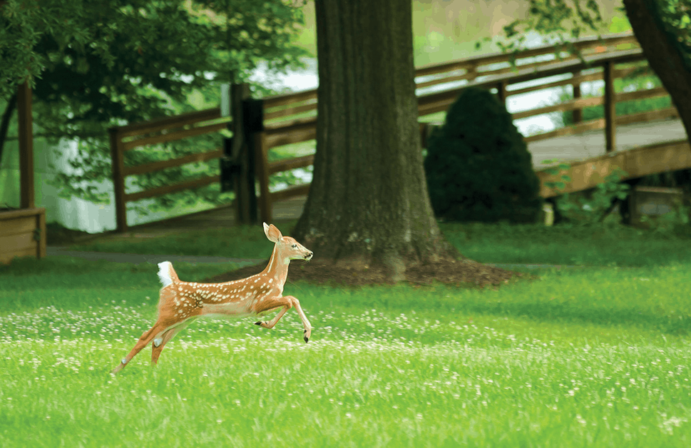 fawn on campus