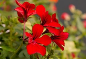 geranium flower