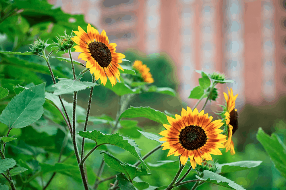 sunflower in resident garden