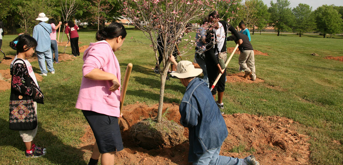 tree planting