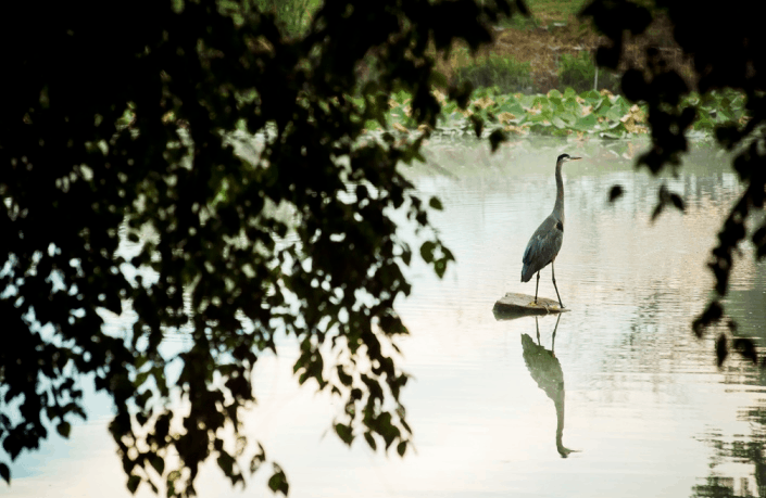 heron in pond