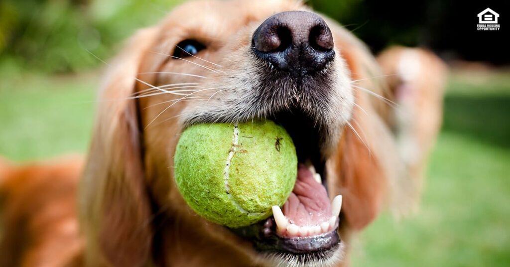 Golden Retriever puppy with tennis ball in its mouth