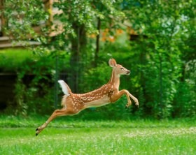 Gaithersburg deer