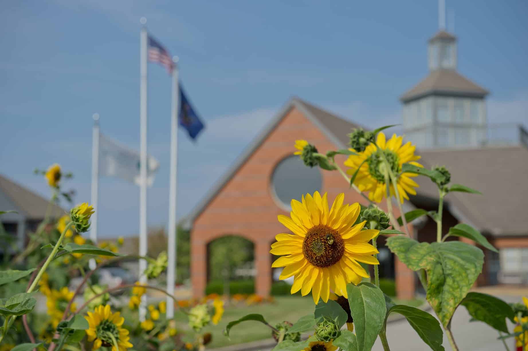 sunflowers outside of main entrance to springhill