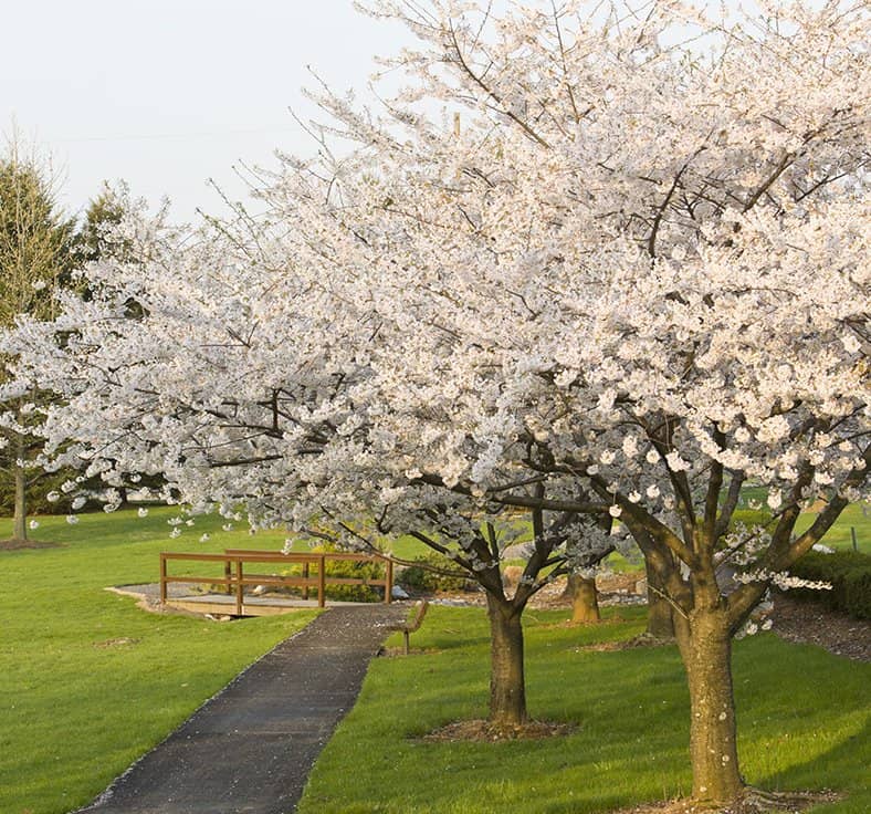 cherry blossom trees at bethany village