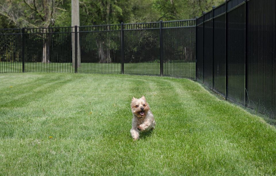 brown terrier runs in bethany village dog park with tongue hanging out