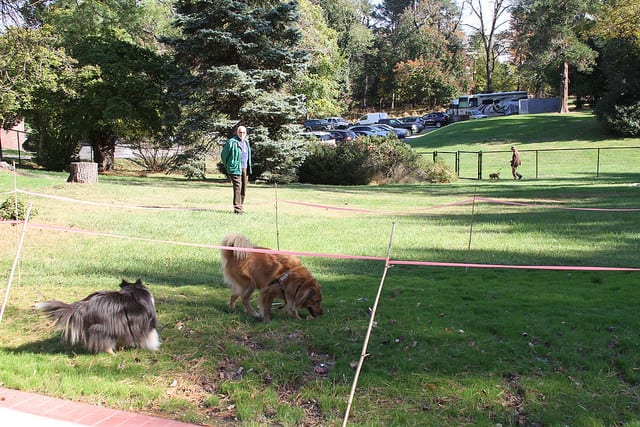 resident at dog park