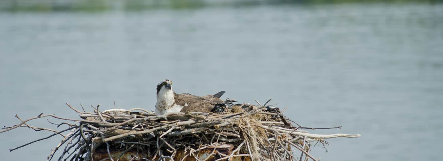 seagull nesting by the bay