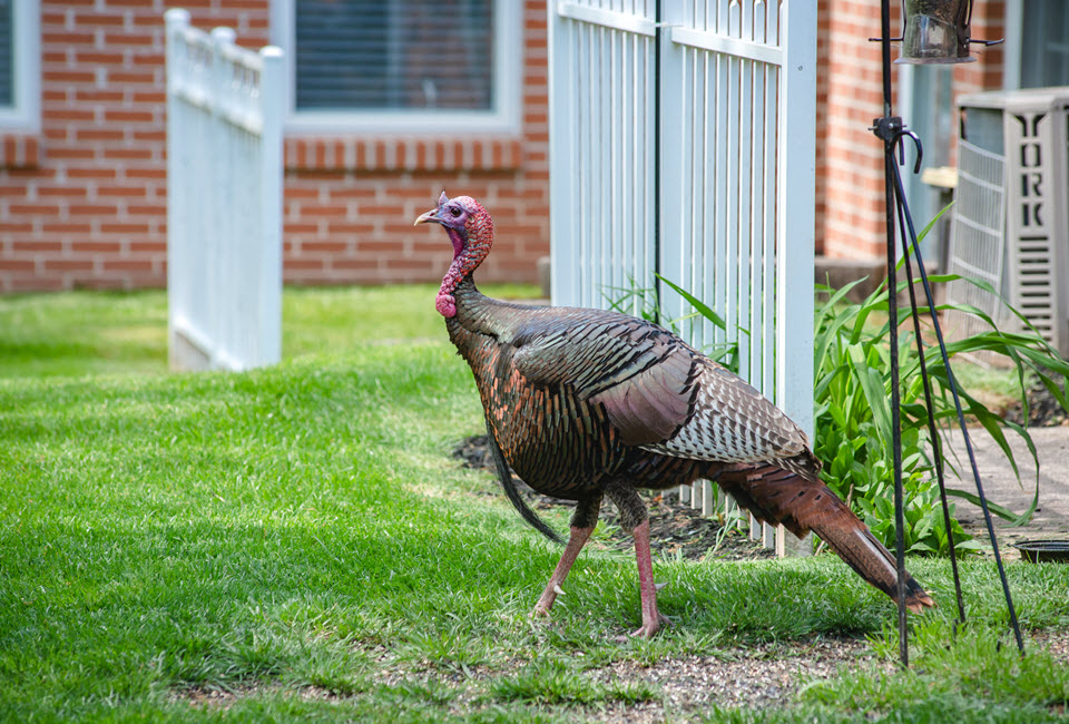 a large, wild tom turkey stands under a bird feeder behind a cottage