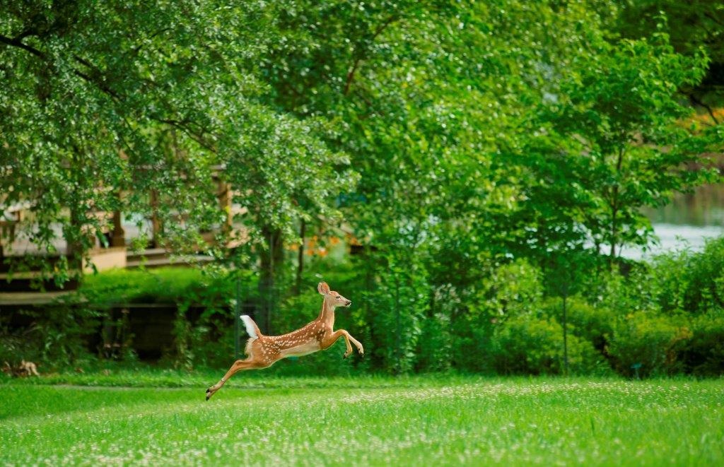 deer jumping on green lawn at asbury methodist village