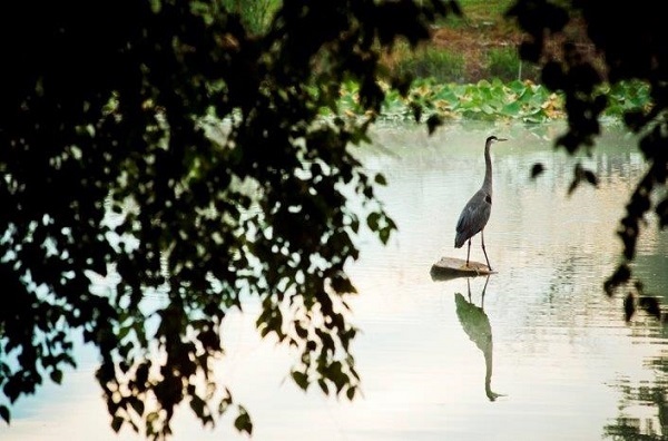 heron on a rock on the water