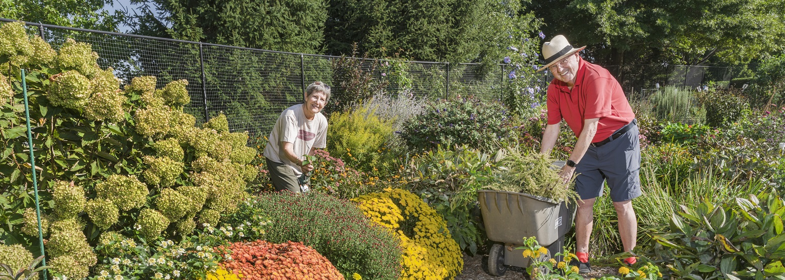 male and female senior gardeners deadhead flowers by a large hydrangea bush and put them into wheelbarrow