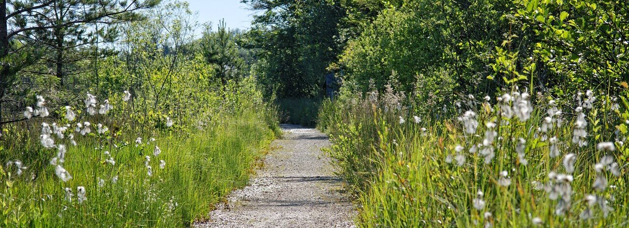 stone path between two fields with wildflowers