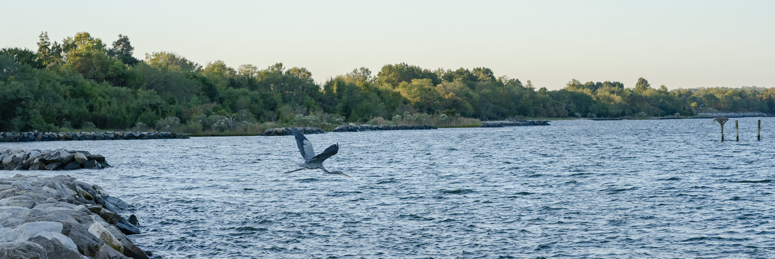large blue heron flies across the patuxent river off of Asbury Solomons pier with the sun rising in background