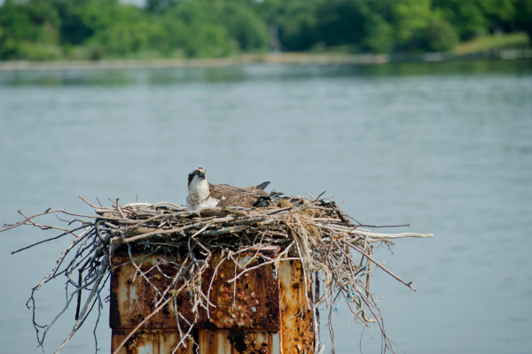 bird in nest on waterfront