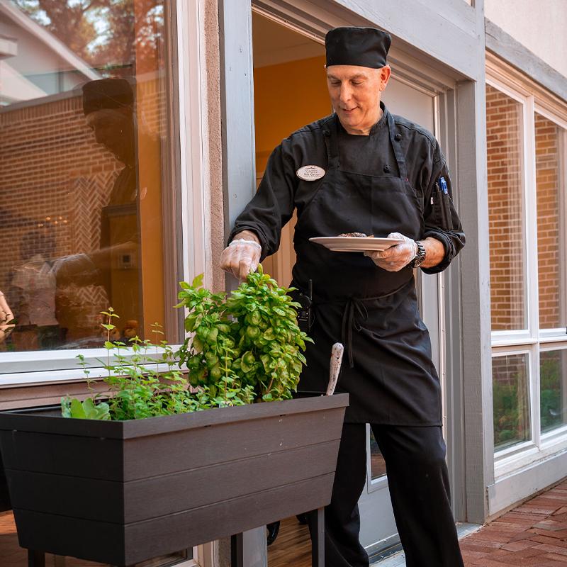Chef picking fresh herbs on patio to cook with